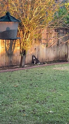 Peeping Tom (📽️🎥1960) #shorts #short #shortvideo