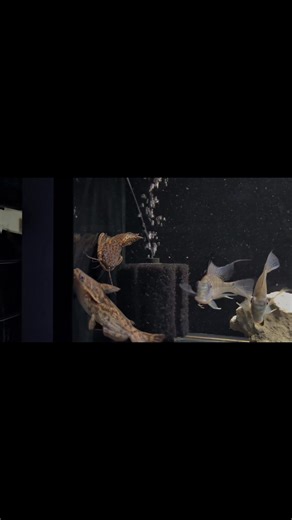 Open from 10am to 5pm today Looking for an oddball? We have one jaguar catfish (Liosomadoras oncinus) in stock, also featured in this video are white spot earth eaters (Satanoperca leucosticta) and we also have 2 woodcats left. ☺️ | Riverside Aquaria