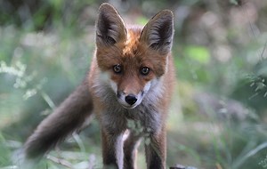 Hunting — but not as you know it... - Horse & Hound