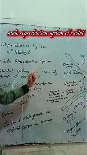 #class Biology #unit 14 #reproduction system of rabbit