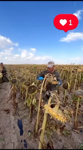 Así se cosecha la semilla de girasol.....#mexico #girasoles | Rodolfo García