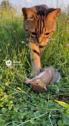 Cat helps flipped turtle back to its feet 🐢☀️ #Kindness #NatureShorts #RealFootage