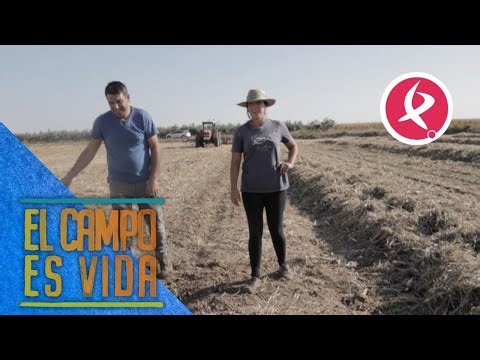 Todo queda en familia, Víctor hace las alpacas para las ovejas de Chabeli | El campo es vida