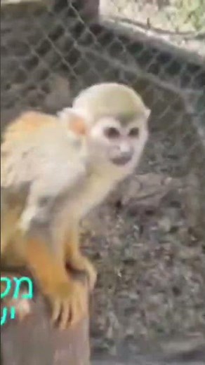 מבלים עם הקופים #monkey הצטרפו אלינו , פרטים בתגובה הראשונה