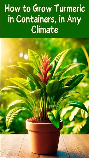 How to Grow Turmeric in Pots (Container Gardening)