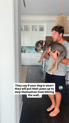 Miss Peaches on Instagram: "My papa made me and my brother try a new viral trend. Apparently it’s an intelligence test to see if we’ll put our paws up to stop from crashing into a wall. BUT I actually think it’s a trust test to see how much dogs trust their parents and I trust my papa infinity times infinity percent. So I passed with flying colors! #famousmisspeaches🍑"