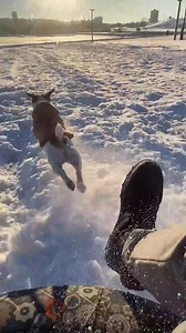 1.4M views · 10K reactions | Jack russell races down sledding hill | Animal Lovers | Facebook