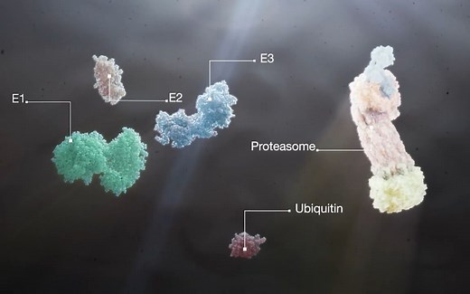 蛋白质的降解 Introduction to protein degradation