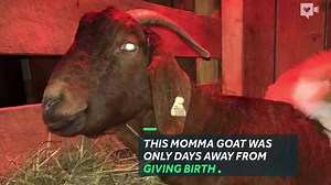 28M views · 1.1K reactions | A pregnant goat from West Virginia had an unexpected birthing coach show up days before delivery...a male cat named Pretty Boy. | Florida Today | Facebook