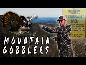 Georgia Public Land Turkey Hunting in The Mountains!