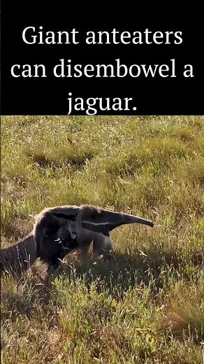 Giant anteaters can disembowel a jaguar