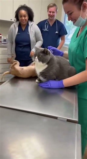 😂🐾 Fat Cat Silences Screaming Chihuahua On Vet Table