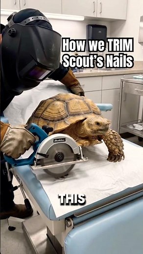 How we TRIM our SULCATA Tortoise’s Nails 💅 🐢