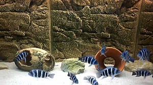 9.8K views · 221 reactions | Zaire Blue Frontosa Moba © jakir1979 | For The Love of Fish | Facebook