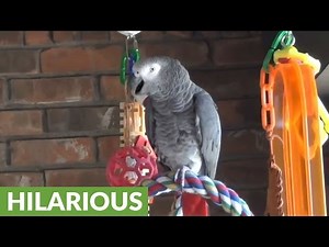 Parrot perfectly imitates barking dog next door