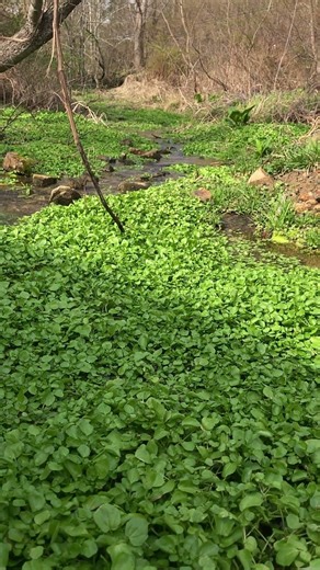 Spring water cress vitamin c
