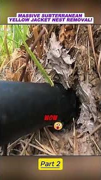 MASSIVE SUBTERRANEAN YELLOW JACKET NEST REMOVAL! #DIYPestControl #PestControl #HomeProtection