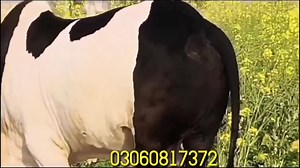 1.6K views · 31 reactions | ‎‎4 اعلی کوالٹی ابلک نکرے گلابی سلگر بچھڑے بچھڑیاں‎ Part 2‎ | Global Village Farming | Facebook