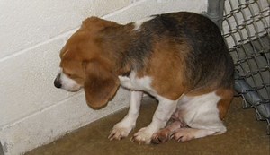 Man Takes A Chance On An Abused And Terrified Shelter Dog And Makes Her Whole Again