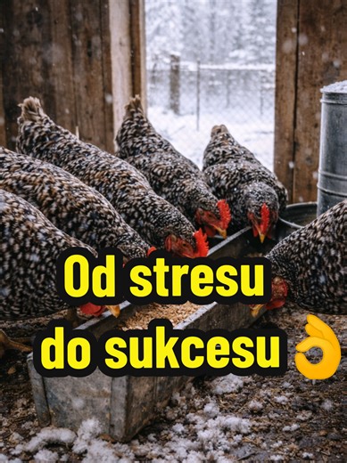 🐓💭 Chciałam tylko mieć swoje jajka… a skończyło się problemami 😳 Na początku było super. Kury. Radość. Spokój. A potem: ❌ pasożyty ❌ stres ❌ mniej jaj Łapanie każdej kury = koszmar. Wtedy powiedziałam: dość. 👉 Szukam lepszego sposobu. Znalazłam: pielęgnacja mineralna i kąpiel pyłowa 💛 Bez chemii. Bez strachu. Bez gonienia. Efekt? Spokojne kury 🐓 Regularne jajka 🥚 Ja spokojna 😌 💬 A Ty masz kury? „TAK” czy „NIE”? Napisz w komentarzu ⬇️ 🔖 Zapisz — może Ci się przydać 👥 Wyślij komuś, kto 