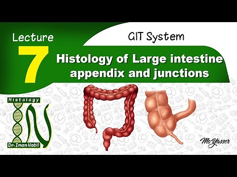 7- Histology of Large intestine, appendix and junctions-GIT
