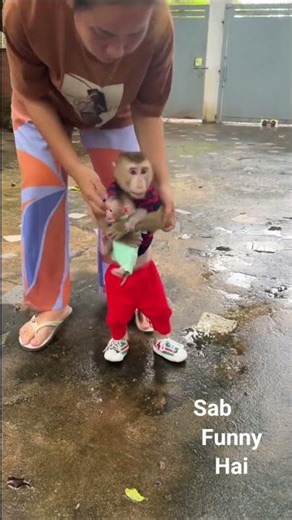 "Bandar ka swag dekh liya? 😂🔥 #funny #shorts #comedy