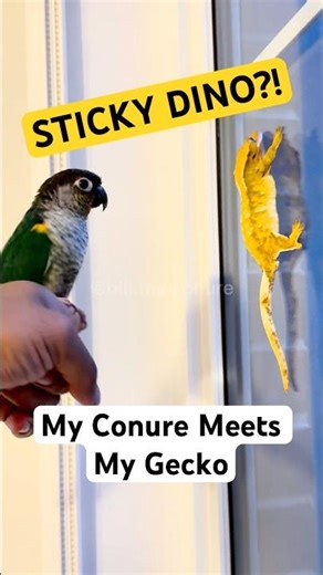 My Parrot Meets a Gecko for the First Time | Funniest Conure Reaction Ever!