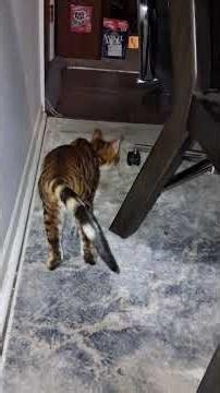 Cleopatra & Hercules 11/21/2025 🐈‍⬛🐅