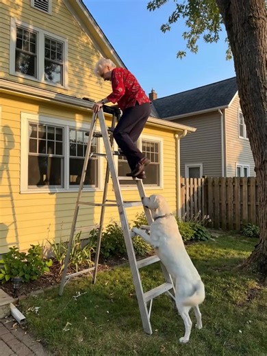 “He Bit My Pants and Pulled Me Down—Then I Understood Why My Dog Was Acting Strange 😢” (Check In First comment👇) | Veterans for Animals