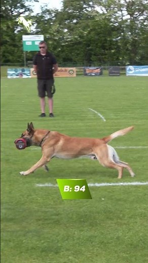 DMC IGP Championat 2026