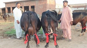 40K views · 3.8K reactions | Farming And Business Ideas on Reels | Facebook