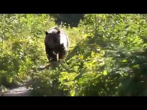 野生の熊に襲われた人が最後に残した映像