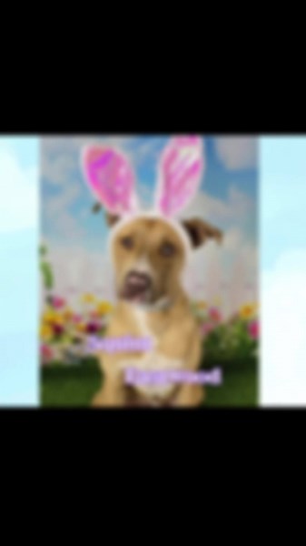 🎬🤠 Squint Eastwood 🤠🎬 1 year old | Pittie Mix | Certified Heartthrob He may only have one good eye, but don’t worry… his aim for stealing your heart is 100% accurate. Squint Eastwood is the strong, silent type… until it’s time to play. Then he’s all zoomies, goofy energy, and “did you see that?!” moments. He’s the perfect mix of well-mannered gentleman and fun-loving sidekick. ✔️ Sweet and affectionate ✔️ Playful but not over-the-top ✔️ Knows how to chill when the scene calls for it ✔️ Exper