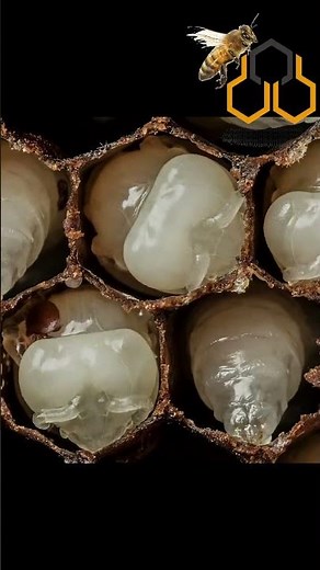 Bee Life cycle explained | Bee larvae hatching | How long do bees live? | Worker bees lifetime