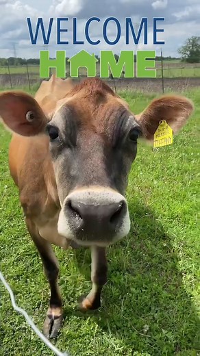 Interesting Facts About Jersey Cows