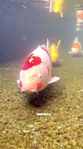 China fish 🐠🐟and the people there#shorts #ytshorts#viralvideo