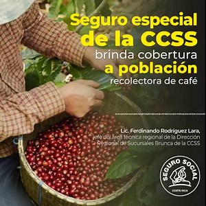Seguro especial de la CCSS brinda cobertura a población recolectora de café. Aseguramiento permite acceso a servicios de salud que ofrece la Caja sin importar zona donde se encuentren realizando la recolección de café. Datos institucionales señalan que para 2020-2021 se inscribieron 16 777 personas; mientras que para la cosecha 2021-2022, 26 710 recolectores recibieron el beneficio de la seguridad social que ofrece la CCSS. La temporada de cosecha de café 2022-2023 dio inicio en octubre y se est