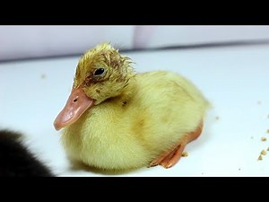 Cute Duckling - Funny Baby Ducks