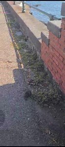 Salerno, Lungomare: presenze non gradite salernonotizie.it | salernonotizie.it