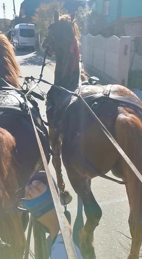 Horse-Drawn Carriage Ride in a Scenic Rural Setting