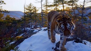 Découvrez dès maintenant sur Netflix l'ambitieux et spectaculaire documentaire "Notre Planète", qui révèle la beauté de la terre 🌏 ainsi que l'impact du changement climatique sur les animaux 🐋🐘🐯. RDV sur le canal 97 de votre Bbox ! | Bouygues Telecom