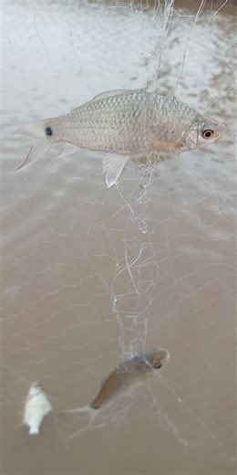 fish #fish #viral #shorts #shortvideo #short #trending #love #reels #fyp