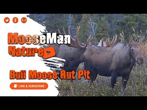 GIANT 70 INCH BULL MOOSE AND HIS RUT PIT #mooserut