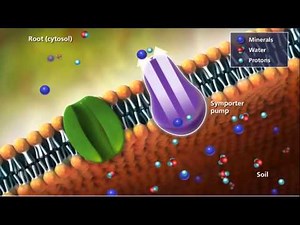Transportation in Plants
