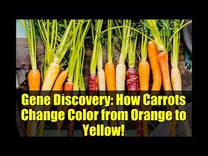 Gene Discovery: How Carrots Change Color from Orange to Yellow!