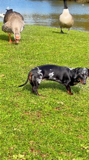 Luna’s lucky escape #puppy #dachshund #dog #loveyouluna #geesattack