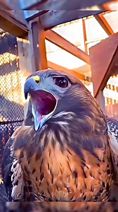 EAGLE VS FALCON terrifying sound! 🦅🔊 #eagle #falcon #skykings | Beyond The Horizon