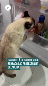 1.5M views · 61K reactions | Cadê meu danone? Gatinha corre pra geladeira, não acha petisco e protesta! 藍 | Dom Media | Facebook