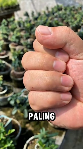 Mini bonsai | Mbak Windy