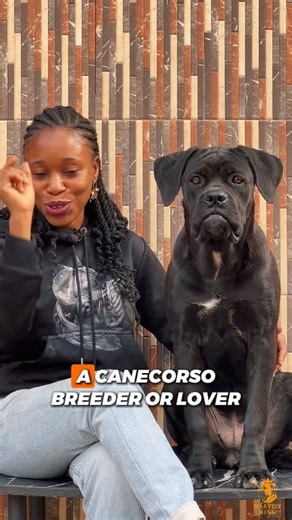 The Cane corso is a very strong breed. It takes a firm owner to own them 💯 If you own or love the Cane Corso, you need to be present for the biggest Cane corso event in Africa brought to you by @CCKC It's going to be a timeless event 🔥🔥🔥 Would you like to see me there?😊🤗 #africodogblog #dogs #dog | Africo Dog Blog
